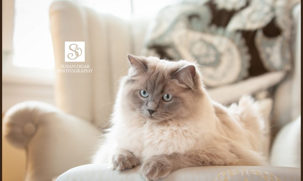 Susan Ogar Photography Supports BayPath Humane Society