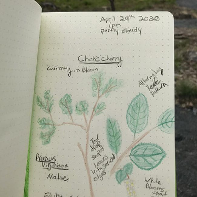 Learn about nature journaling