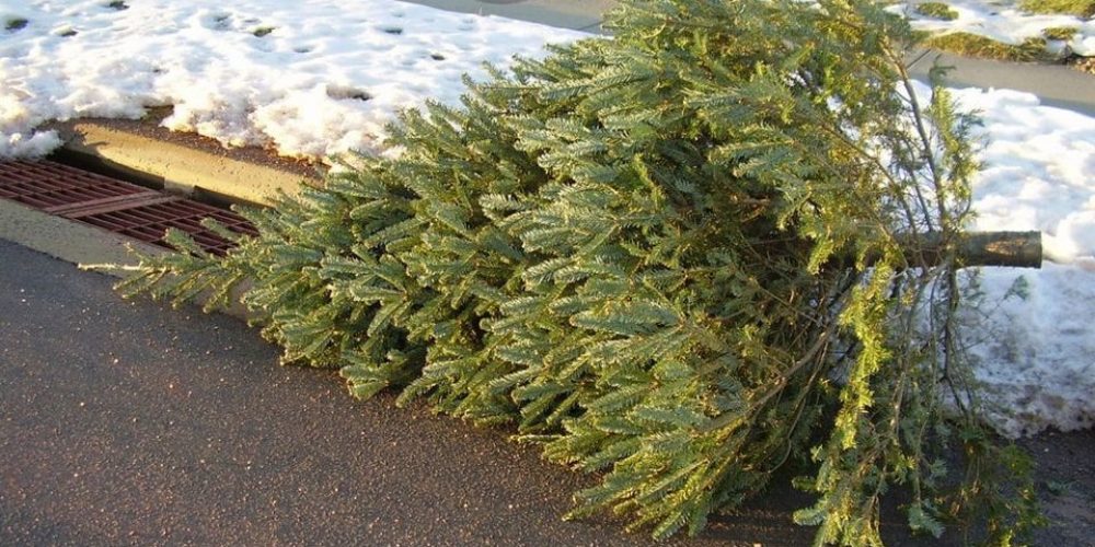 Christmas Tree removal sponsored by Boy Scouts