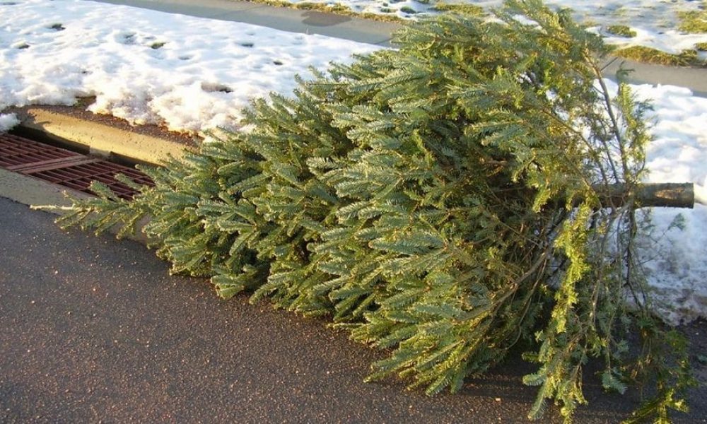 Christmas Tree removal sponsored by Boy Scouts