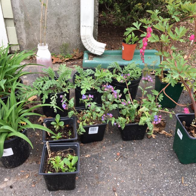 First Parish Plant Sale