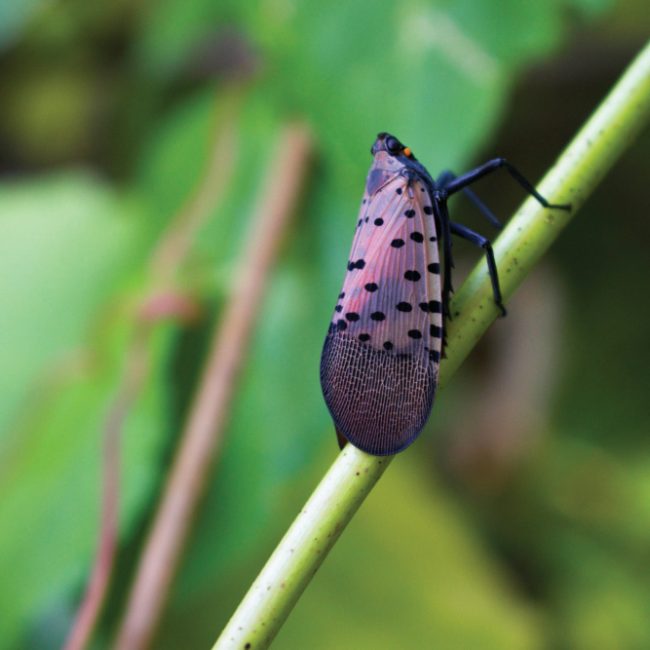 Invasive Plant Pests from Beech to Basil