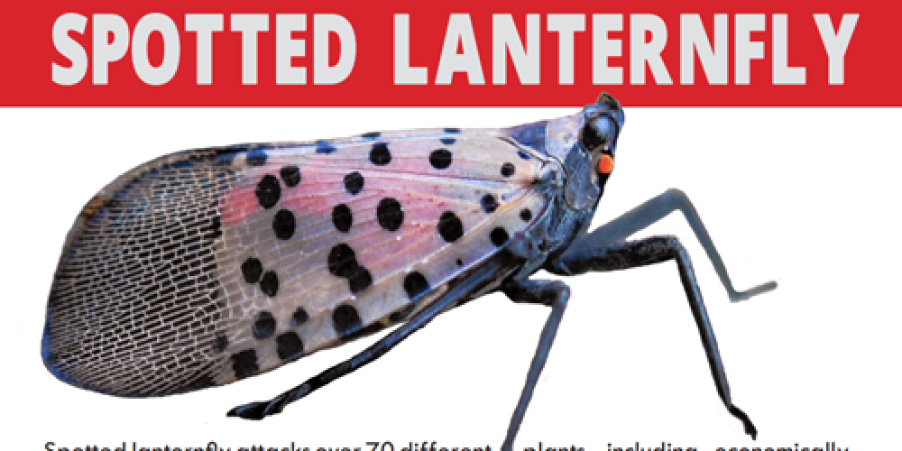 Have you spotted the Spotted Lanternfly?