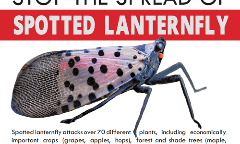 Have you spotted the Spotted Lanternfly?