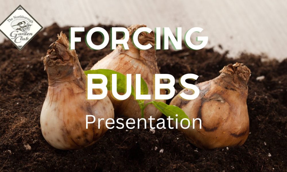 Garden Club hosts ‘Forcing Bulbs’ program