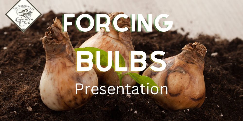 Garden Club hosts ‘Forcing Bulbs’ program