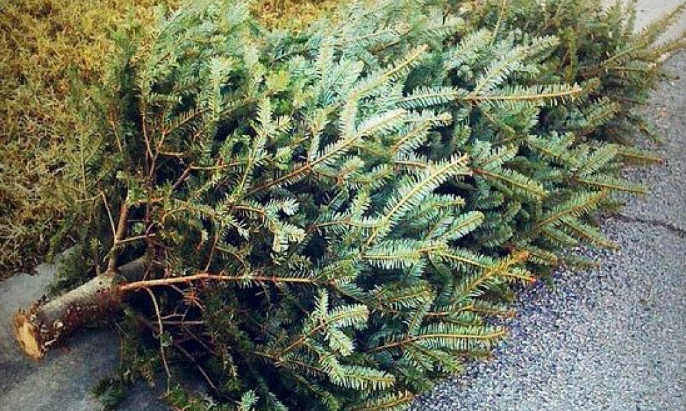 Scout Troop 101 offers Christmas tree removal