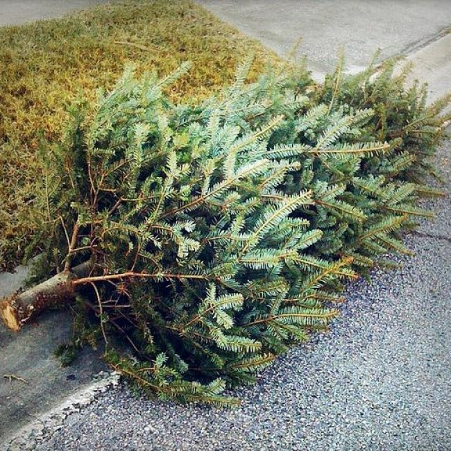 Boy Scout Tree Removal